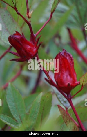 Fleur de rosella (également appelée roselle) avec un fond naturel. Utilisation comme boisson à base de plantes et médecine à base de plantes Banque D'Images