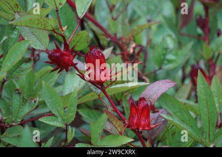 Fleur de rosella (également appelée roselle) avec un fond naturel. Utilisation comme boisson à base de plantes et médecine à base de plantes Banque D'Images