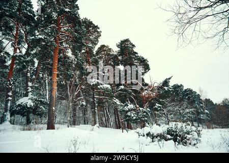 Forêt de pins d'hiver couverte de neige. Beau paysage d'hiver avec des arbres Banque D'Images