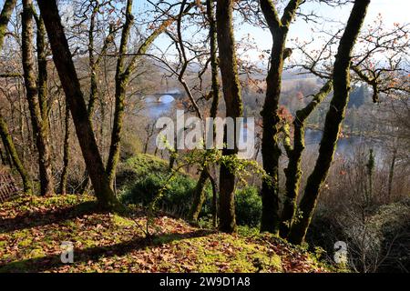 Forêt de chênes finissant de perdre leurs feuilles au début de l'hiver sur le sommet d'une falaise surplombant la rivière Dordogne à Limeuil en Périgord dans le Banque D'Images