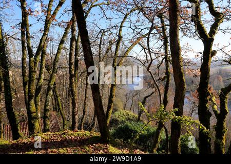 Forêt de chênes finissant de perdre leurs feuilles au début de l'hiver sur le sommet d'une falaise surplombant la rivière Dordogne à Limeuil en Périgord dans le Banque D'Images