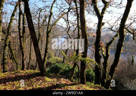 Forêt de chênes finissant de perdre leurs feuilles au début de l'hiver sur le sommet d'une falaise surplombant la rivière Dordogne à Limeuil en Périgord dans le Banque D'Images