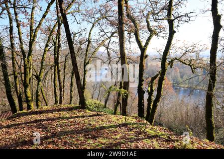 Forêt de chênes finissant de perdre leurs feuilles au début de l'hiver sur le sommet d'une falaise surplombant la rivière Dordogne à Limeuil en Périgord dans le Banque D'Images