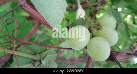 Green grapes growing in vineyard Banque D'Images