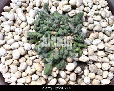 Plante de jardin de cactus avec des cactus vendant à l'extérieur à l'automne , différents types de cactus dans un pot avec de petits cailloux. Variété de cactus en pot. Banque D'Images