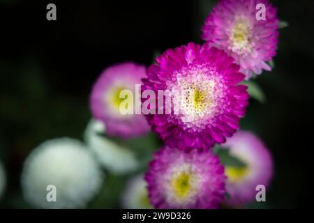 Fleur de jasmin des jardins d'hiver Banque D'Images
