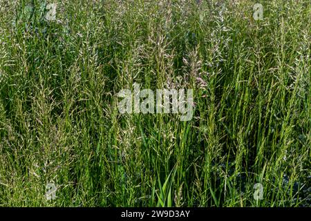 Prairie d'herbe de prairie avec les sommets des panicules de stèle. Poa pratensis herbe verte de prairie européenne. Banque D'Images