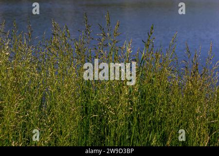 Prairie d'herbe de prairie avec les sommets des panicules de stèle. Poa pratensis herbe verte de prairie européenne. Banque D'Images