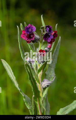 Dans la nature, Cynoglossum officinale fleurit parmi les herbes. Un gros plan des fleurs colorées du sedum commun dans un habitat typique. Banque D'Images