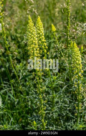 Foyer sélectif de la fleur d'herbe sauvage dans le pré au printemps, Reseda lutea ou la mignonette jaune ou la mignonette sauvage est une espèce d'herbacée parfumée Banque D'Images