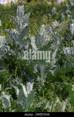 Onopordum acanthium est en début de floraison en juin. Onopordum acanthium, chardon cotonnier, écossais ou chardon écossais, est une plante à fleurs de la famille AST Banque D'Images