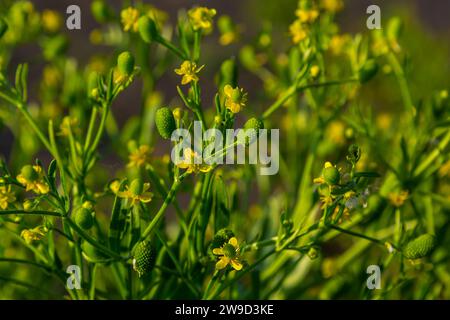 Ranunculus sceleratus, coupe-beurre à feuilles de céleri, Ranunculaceae. Plante sauvage photographiée au printemps. Banque D'Images