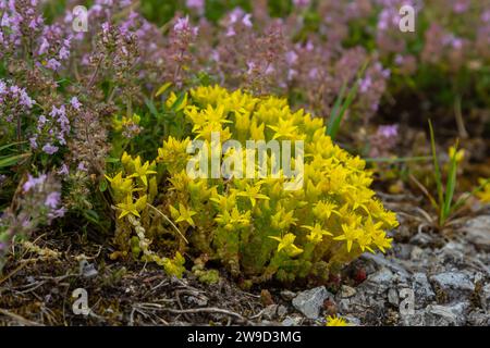 Sedum acre, Sedum album est la plante vivace herbacée succulente avec de nombreuses tiges montantes couvertes de petites feuilles épaisses. Banque D'Images