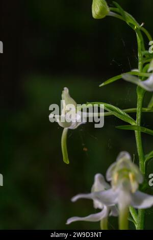 Platanthera bifolia, communément connu sous le nom de papillon-orchidée inférieur, est une espèce d'orchidée du genre Platanthera. Fleurir dans la forêt. Banque D'Images