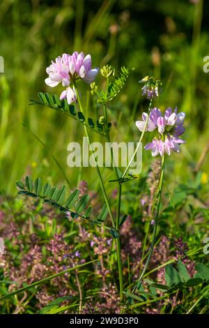 Varia de Securigera ou varia de Coronilla, communément connu sous le nom de crownvetch ou vetch de couronne pourpre. Banque D'Images