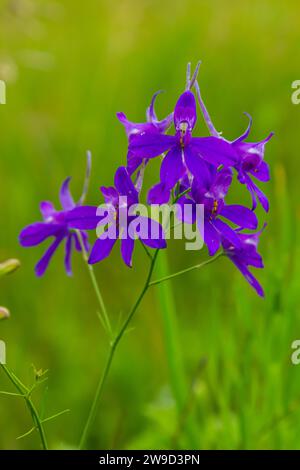 Delphinium sauvage ou Consolia Regalis, connu sous le nom de forking ou roquette larkspur. Le champ larkspur est une plante herbacée à fleurs de la famille Ranun Banque D'Images