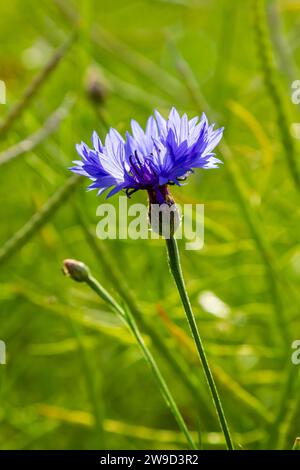 le bleuet bleu centaurea cyanus est une plante comestible. Banque D'Images