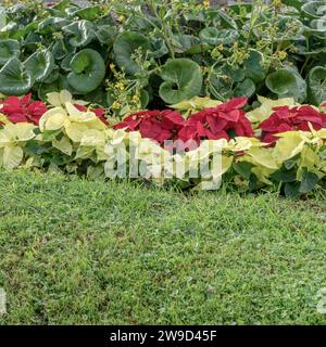Parterre de fleurs avec poinsettias jaunes et rouges Banque D'Images