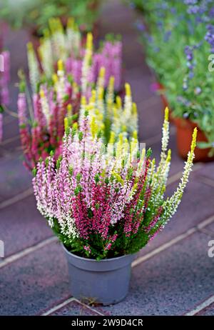 gros plan des semis : bruyère rose et blanche, dans un pot avec de la terre. La bruyère dans un pot est vendue dans un magasin et sur un marché local en France Banque D'Images