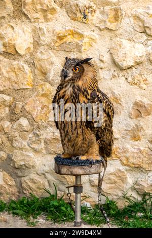 Juvenile dressé Eurasian Eagle Owl assis sur un perchoir. Nom scientifique : Bubo bubo Banque D'Images