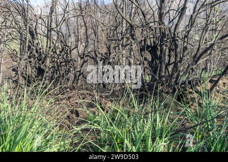 Buissons carbonisés sur l'île canarienne de Tenerife après des incendies de forêt en 2023 Banque D'Images