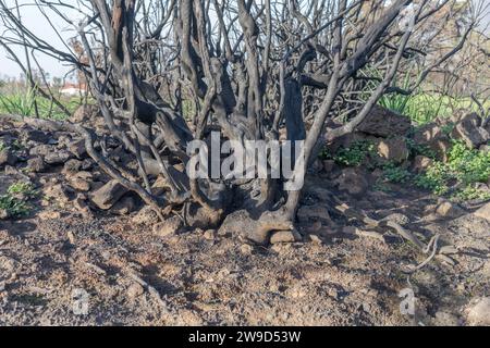 Buissons carbonisés sur l'île canarienne de Tenerife après des incendies de forêt en 2023 Banque D'Images