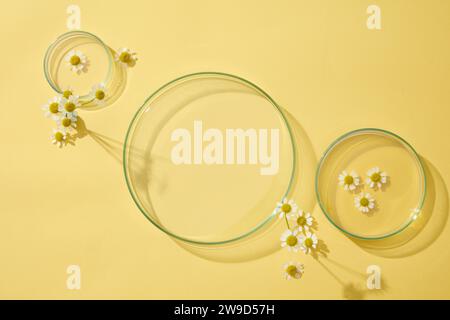 Sur fond jaune, trois boîtes de Pétri décorées de fleurs de chamomilla fraîches. Fond minimal avec espace vide pour produit cosmétique de chamo Banque D'Images