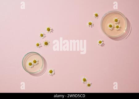 Vue de dessus des fleurs de chamomilla décorées avec des plats de Pétri d'essence sur fond rose. Espace pour la maquette de produit cosmétique d'affichage. Produit et promo Banque D'Images