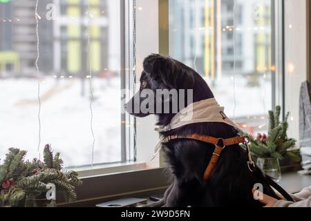 Chien triste regardant par la fenêtre de près Banque D'Images