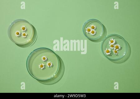 Scène de maquette pour cosmétique d'extrait de chamomilla. Vue de dessus de fleurs de chamomilla fraîches sur des plats de Pétri avec essence décorée sur un fond vert Banque D'Images