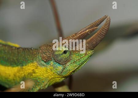 Gros plan coloré sur un caméléon de Jackson ou à trois cornes, Trioceros jacksonii assis dans la végétation Banque D'Images