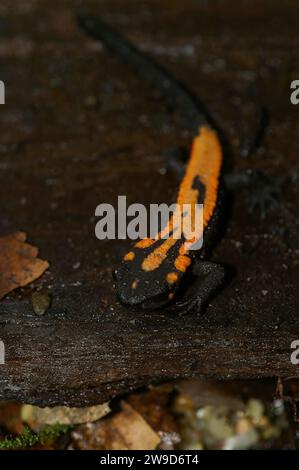 Gros plan vertical naturel sur un juvénile de couleur orange du Triton du Laos menacé, Paramesotriton ou Laotriton laoensis Banque D'Images