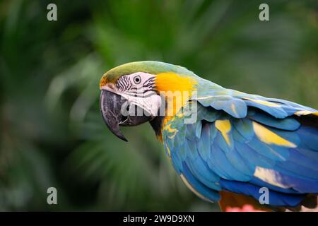 Un aras bleu et jaune dans la jungle. Photo de haute qualité Banque D'Images