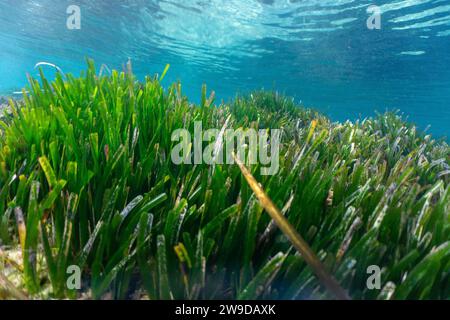 Algues vertes sous l'eau dans la mer. Photo de haute qualité Banque D'Images