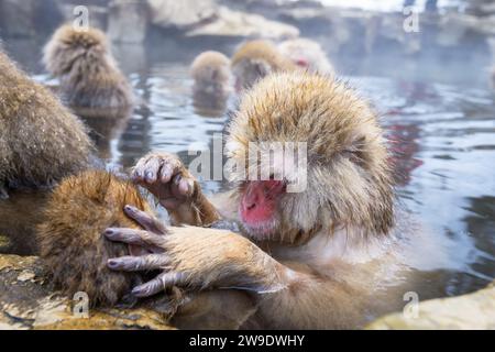 Bain de macaques et marié dans les sources chaudes dans le parc Jigokudani, Nagano, Japon. Banque D'Images