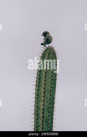 Un finch des Galapagos perché au sommet d'un grand cactus à Los Tuneles, Isla Isabela, Galapagos, Équateur, Banque D'Images