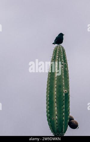 Un finch des Galapagos perché au sommet d'un grand cactus à Los Tuneles, Isla Isabela, Galapagos, Équateur, Banque D'Images