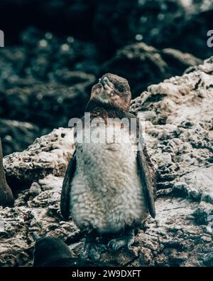 Pingouins des Galapagos debout sur un terrain rocheux à Tintoreras, Isla Isabela, dans les îles Galapagos, Équateur Banque D'Images