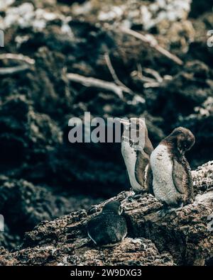 Pingouins des Galapagos debout sur un terrain rocheux à Tintoreras, Isla Isabela, dans les îles Galapagos, Équateur Banque D'Images