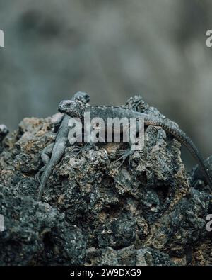 Marine Iguana sur Isla Isabela, îles Galapagos, Équateur Banque D'Images