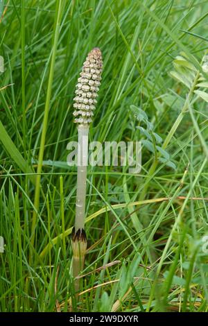 Gros plan naturel sur une fleur en fleurs commune ou de queue de cheval de champ Equisetum arvense dans une prairie Banque D'Images