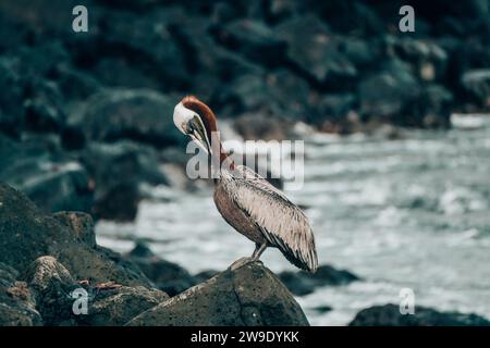 Un pélican brun repose sur un rocher sur l'île de San Cristobal, aux Galapagos, en Équateur Banque D'Images