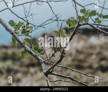 Gros plan d'un Finch des Galapagos perché sur une branche dans les îles Galapagos, Équateur Banque D'Images
