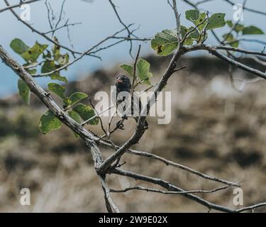 Gros plan d'un Finch des Galapagos perché sur une branche dans les îles Galapagos, Équateur Banque D'Images