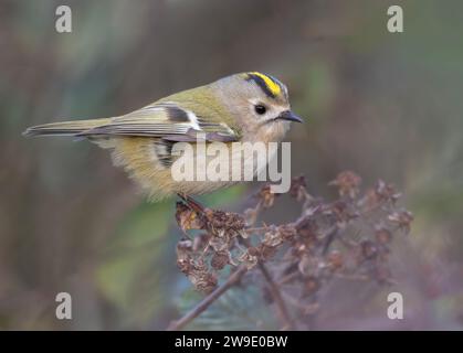 Un Goldcrest (Regulus regulus) perché, Norfolk Banque D'Images