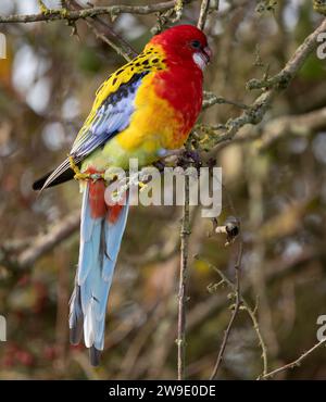 Un échappé de Rosella orientale (Platycercus Eximius) vivant sauvage dans le Norfolk Banque D'Images