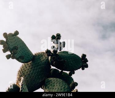 Opuntia cacti contre un ciel nuageux dans les îles Galapagos, Équateur Banque D'Images