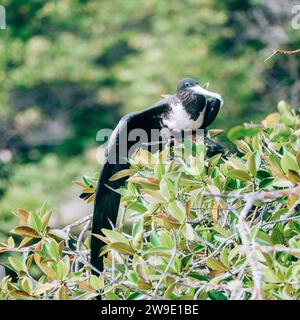 Femelle magnifique oiseau frégate perché sur une branche dans la verdure luxuriante des îles Galapagos, Équateur. Banque D'Images