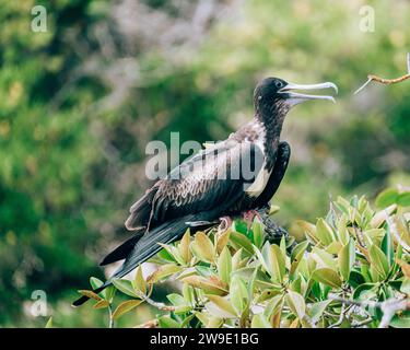 Femelle magnifique oiseau frégate perché sur une branche dans la verdure luxuriante des îles Galapagos, Équateur. Banque D'Images