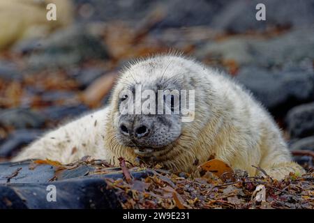 Phoque gris (Halichoerus grypus) chiot sevré moulé sur la plage de galets Banque D'Images